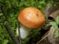 게임 Forest mushroom