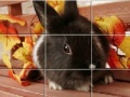 게임 Puzzles Grey Rabbits