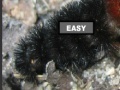 게임 Puzzle hairy caterpillar