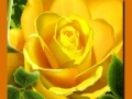 게임 Yellow Roses