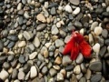 게임 Pebbles Slider
