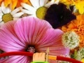 게임 Hidden Honey Bee