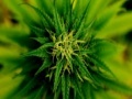 게임 Marijuana Plant Slider