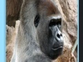 게임 Apes jigsaw