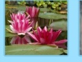 게임 Aquatic Plants Jigsaw