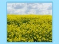 게임 Flower fields Jigsaw