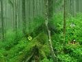 게임 Tongass National Forest Escape