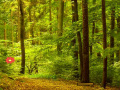 게임 Escape Green Forest