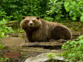 게임 Bavarian Forest Escape