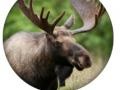 게임 Animal Quiz 