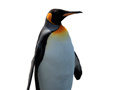 게임 Penguin Painting: Coloring For Kids