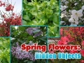 게임 Spring Flowers: Hidden Objects