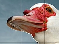 게임 Red beak