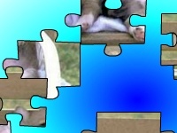 게임 Funny puppies