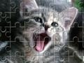 게임 Cat jeancliclac
