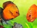 게임 Tropical fish jigsaw Tournament