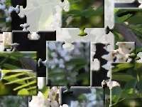 게임 White spring