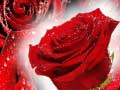 게임 Red Roses