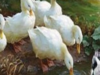 게임 Duck family