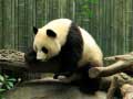 게임 Pandas Puzzle