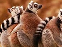 게임 Tired monkeys