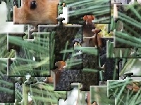 게임 A small protein