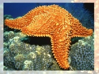 게임 Choose a puzzle 4