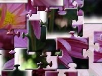 게임 Chrysanthemum