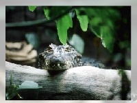 게임 Alligator