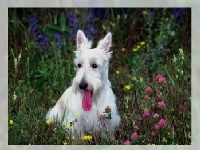 게임 Different dogs