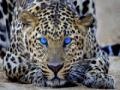 게임 Leopard