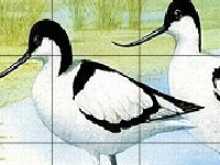 게임 Two funny birds