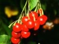 게임 Fruits & vegetables 14