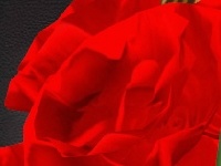 게임 Red Roses