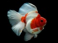 게임 Gold Fish Jigsaw Puzzle