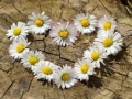 게임 Daisy Heart Jigsaw