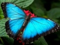 게임 Nature Jigsaw Puzzle Butterfly
