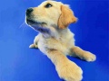 게임 Funny Cats And Dogs Jigsaw Puzzle
