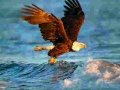 게임 Animals Jigsaw Puzzle Eagle