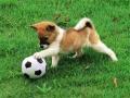 게임 Playful Puppy Outdoor Puzzle