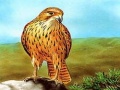 게임 Birds of Prey Slide