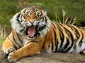 게임 Animals Jigsaw Puzzle Tiger