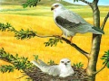 게임 Birds Of Prey Puzzle