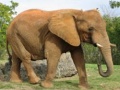 게임 Animals Jigsaw Puzzle - Elephants