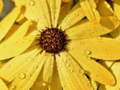 게임 Flower Petals Raindrop Jigsaw