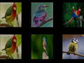 게임 Memorize the birds