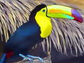 게임 Toucan Bird Jigsaw