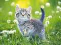 게임 Kittens Jigsaw