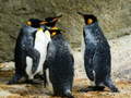 게임 King Penguin Jigsaw