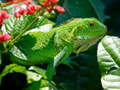 게임 Wild Iguana
